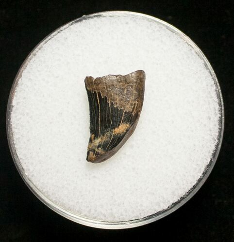 Dromaeosaur (Raptor) Tooth - Montana #8681